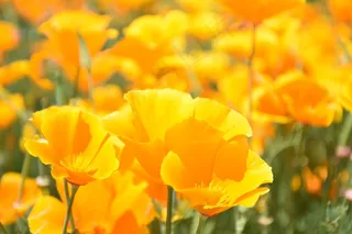 罂粟科罂粟属，罂粟，虞美人，开花