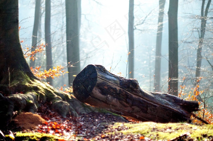 森林，秋，性质，叶子，树木，秋天的树林