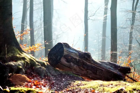 森林，秋，性质，叶子，树木，秋天的树林