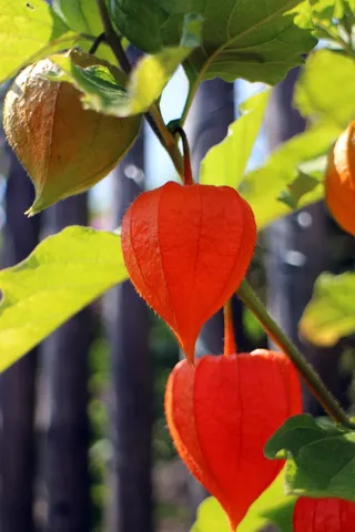 Lampionblume，观赏植物，膀胱樱桃