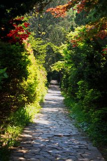 景观，大自然，花园，吉尔，鲜花，木材