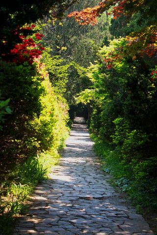 景观，大自然，花园，吉尔，鲜花，木材