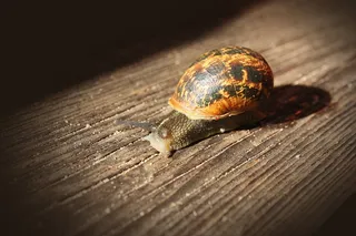 蜗牛，木材，慢，动物