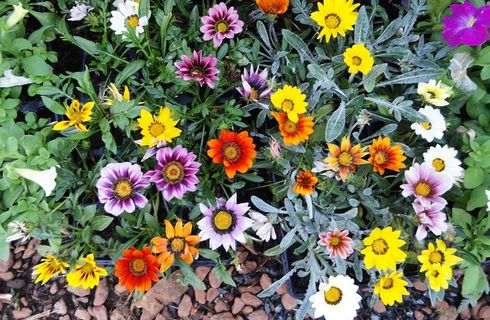 春天，夏天，鲜花，自然，植物学家，花园