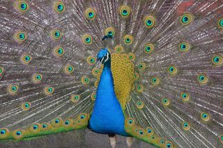 动物，孔雀，鸟，羽毛，蓝色，孔雀羽毛