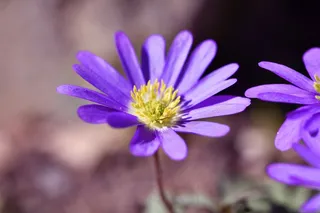 巴尔干海葵，海葵，花，开花，盛开，紫色