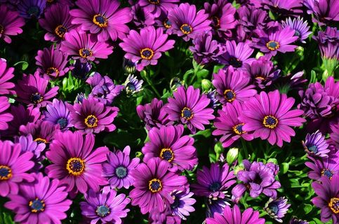 花，植物，自然，丁香