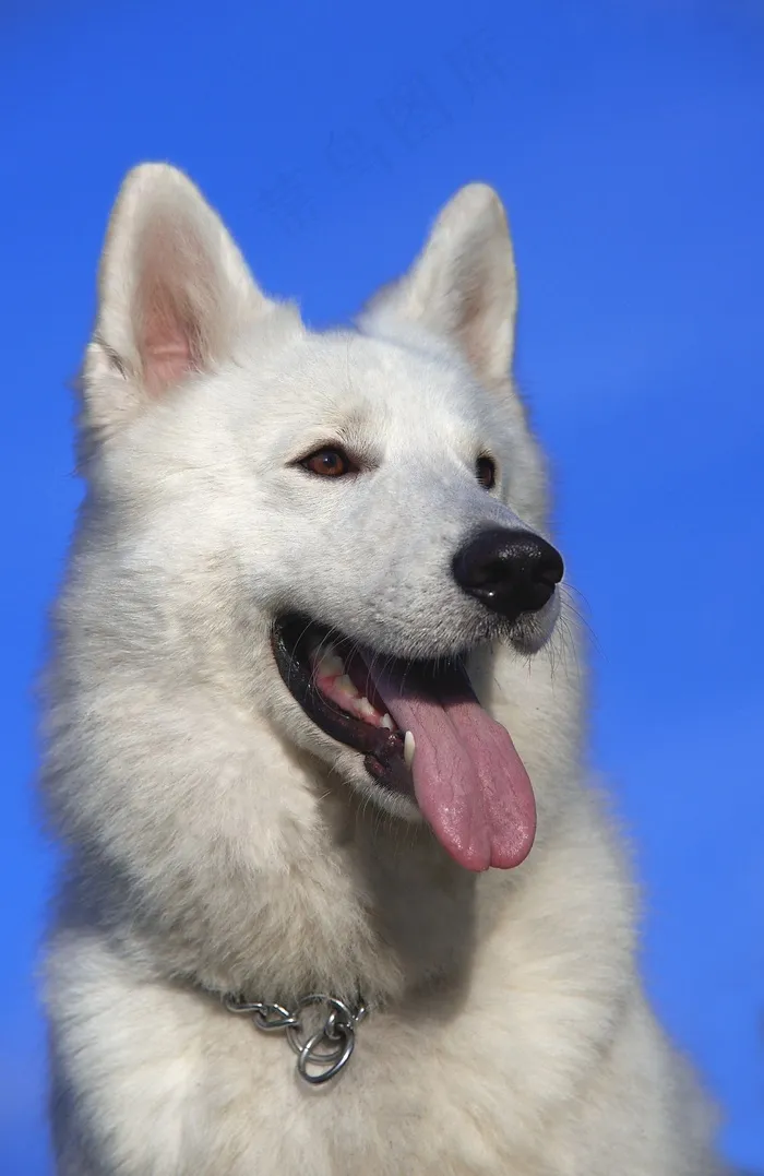 瑞士牧羊犬，狗，宠物，肖像，头，动物