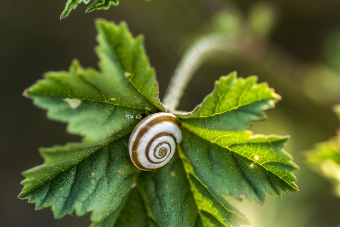 藤叶，蜗牛，自然绿色，耳蜗，动物，植物