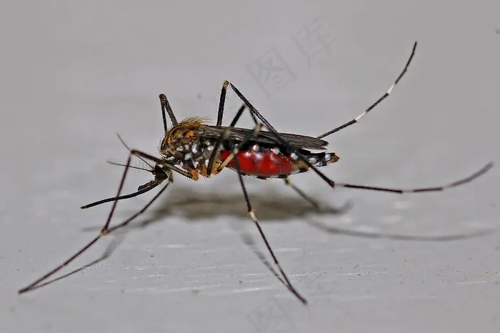 蚊子，昆虫，宏，生物学，动物，自然，Bug
