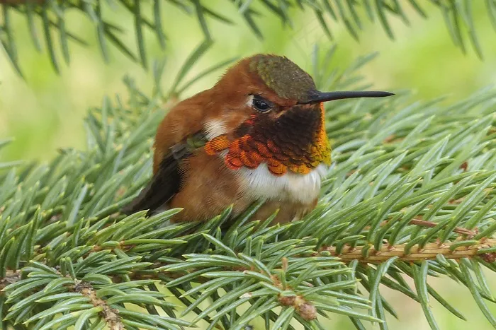 艾伦·蜂鸟，蜂鸟，科利柏