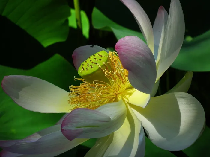莲花，花，粉红色，自然，水生植物
