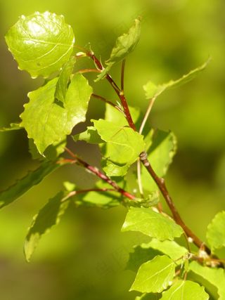 叶子，道路，枝杈，绿色，树，白杨，白杨树叶