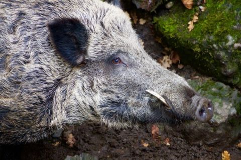 自然，动物，野猪，野猪，切牙