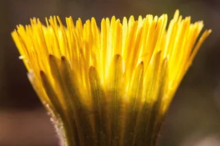 杜鹃花Farfara，花，宏，关闭，开花，盛开