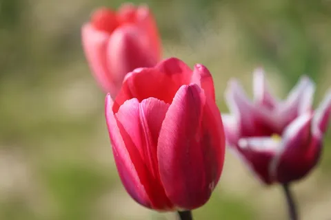 郁金香,鲜花,春天,紫色,关闭,夏天 郁金香,鲜花,春天,紫色,关闭,夏天