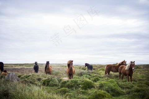 雕像,天空,风景,树,历史遗迹,大自然农场动物马 雕像,天空,风景,树,历史遗迹,大自然农场动物马