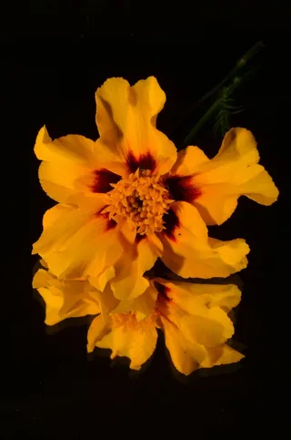 花，黄色，镜子