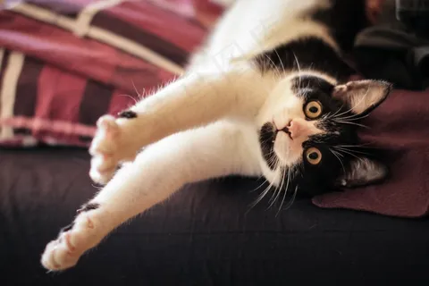 猫,宠物,晶须,动物 猫,宠物,晶须,动物
