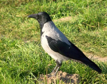 鸟,自然,动物 鸟,自然,动物