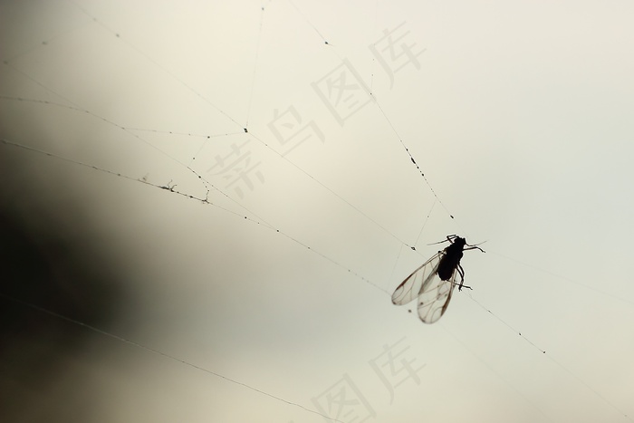 飞，蜘蛛网，背光，蜘蛛，抓到，自旋线