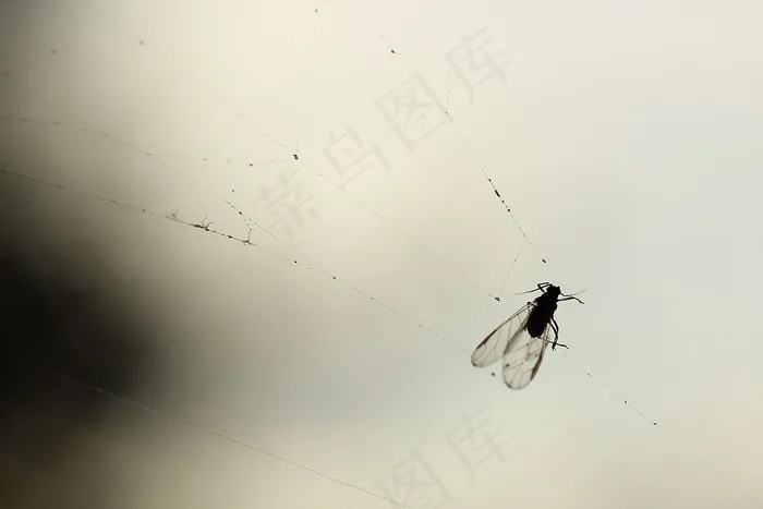 飞，蜘蛛网，背光，蜘蛛，抓到，自旋线