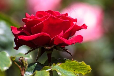 玫瑰，花，玫瑰