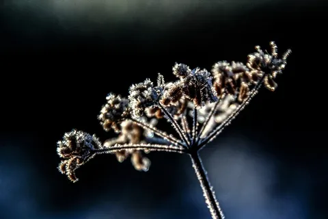 花卉,植物,冬冬季,弗罗斯特,冷轧,冻结,霜 花卉,植物,冬冬季,弗罗斯特,冷轧,冻结,霜