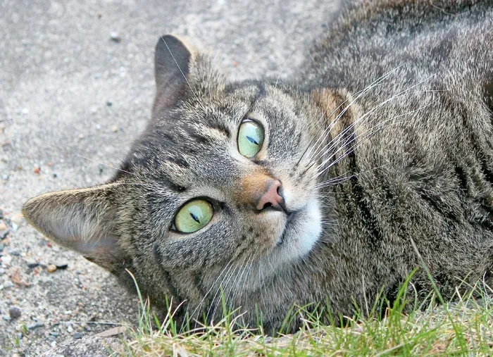 宿醉，猫，猫科，骄傲