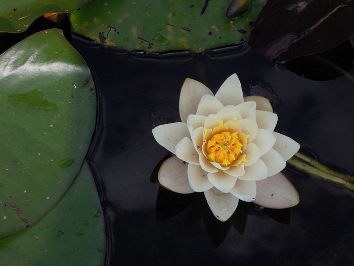植物，花，水，百合，白色，黄色，盛开