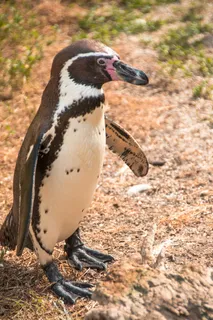 企鹅，甜，动物，可爱，好奇，恢复，休息