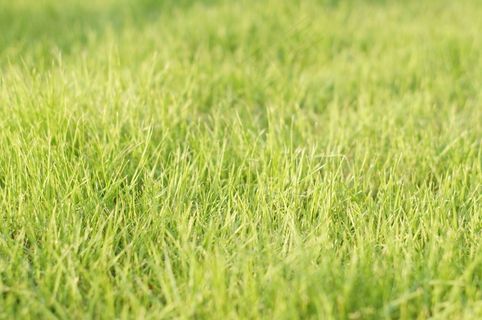 草，绿色，新鲜，春天