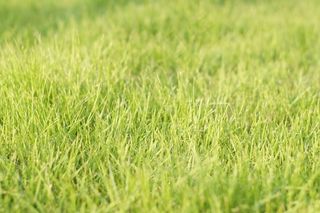 草，绿色，新鲜，春天