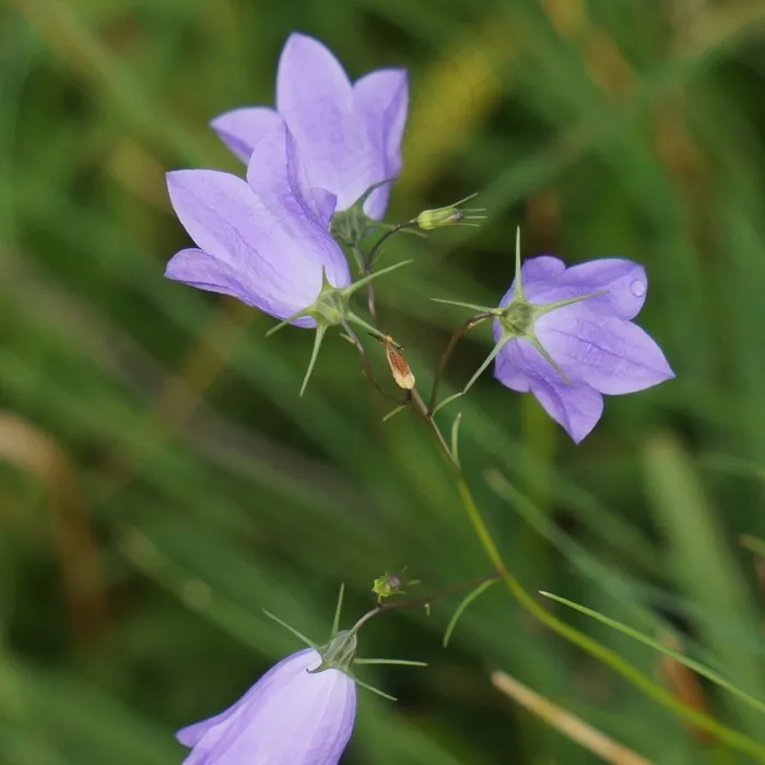 Kellokkukka，传播风铃草，丁香花，性质