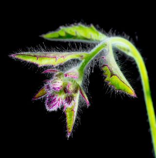 小花，野花，开花，布鲁姆