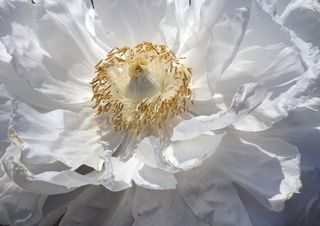 白牡丹，花，盛开，开花，特写，花瓣