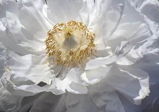 白牡丹，花，盛开，开花，特写，花瓣