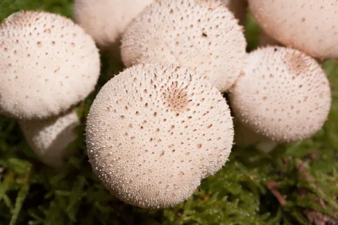 Umbrinum,Bovist,袋,Bovist蛋,梨形,白色 Umbrinum,Bovist,袋,Bovist蛋,梨形,白色