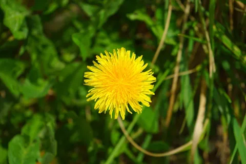 蒲公英,春天,春天的花朵,黄色,盛开,花 蒲公英,春天,春天的花朵,黄色,盛开,花