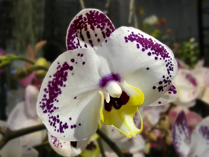 花卉，兰花，植物，花园，白色，紫，花盆