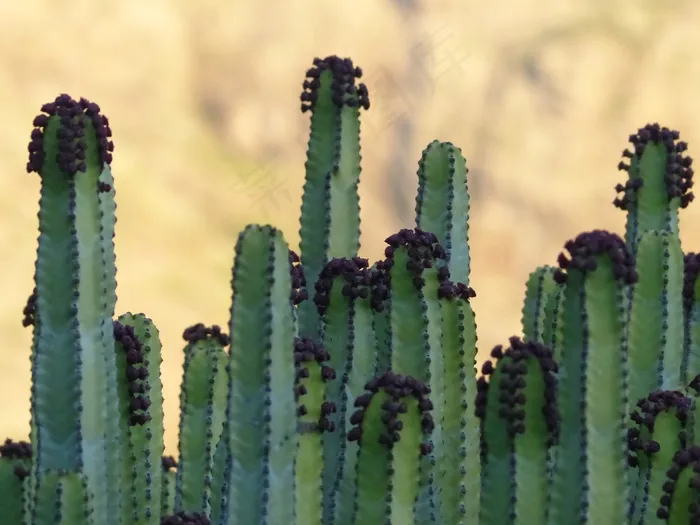 加那利群岛大戟，植物，大戟Canariensis，大戟