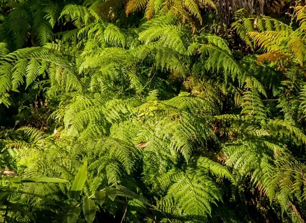 蕨类植物,叶脉,绿色,叶子,雨林,郁郁葱葱 蕨类植物,叶脉,绿色,叶子,雨林,郁郁葱葱