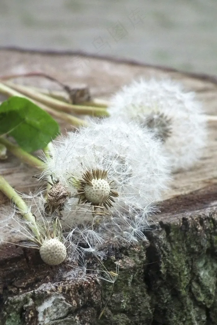 蒲公英，白，草地，褪色，花园