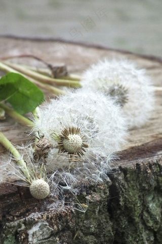 蒲公英，白，草地，褪色，花园