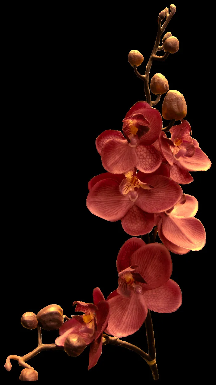 兰花，分支，花