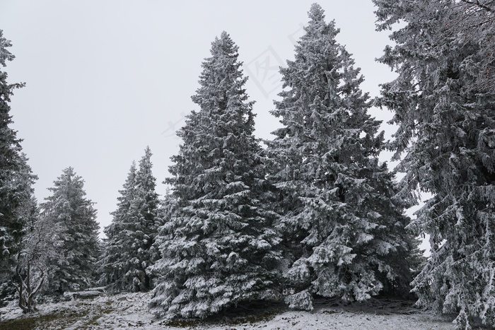 冬季，森林，冷杉，公园，树木，降雪，白