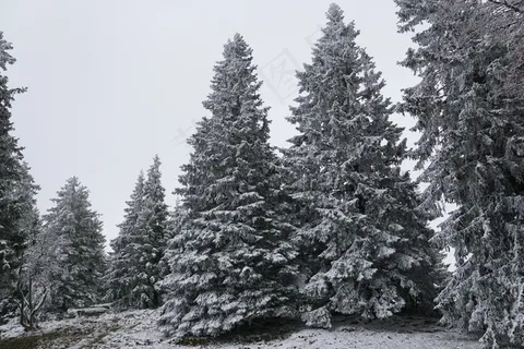 冬季,森林,冷杉,公园,树木,降雪,白 冬季,森林,冷杉,公园,树木,降雪,白