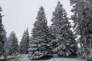 冬季，森林，冷杉，公园，树木，降雪，白