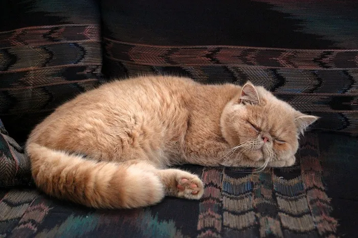 蘑菇,猫,玩具,小狗,异国短毛猫,波斯猫睡在沙发上