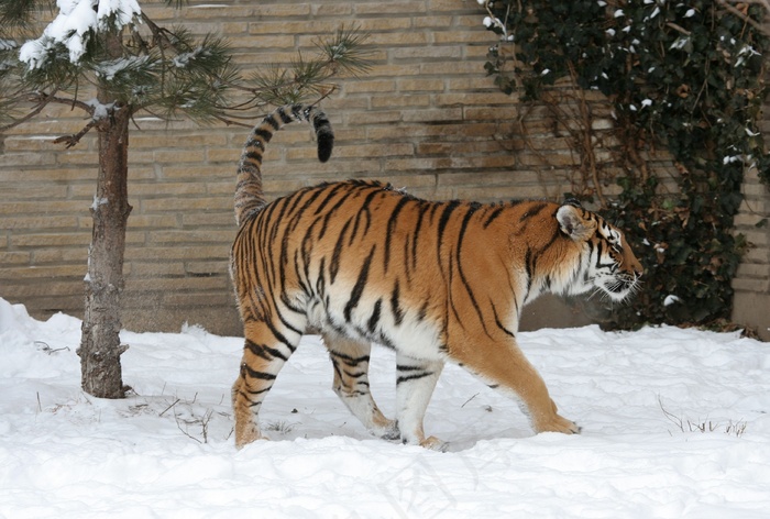 成年虎，雪，动物园，大猫，猫的，冬天